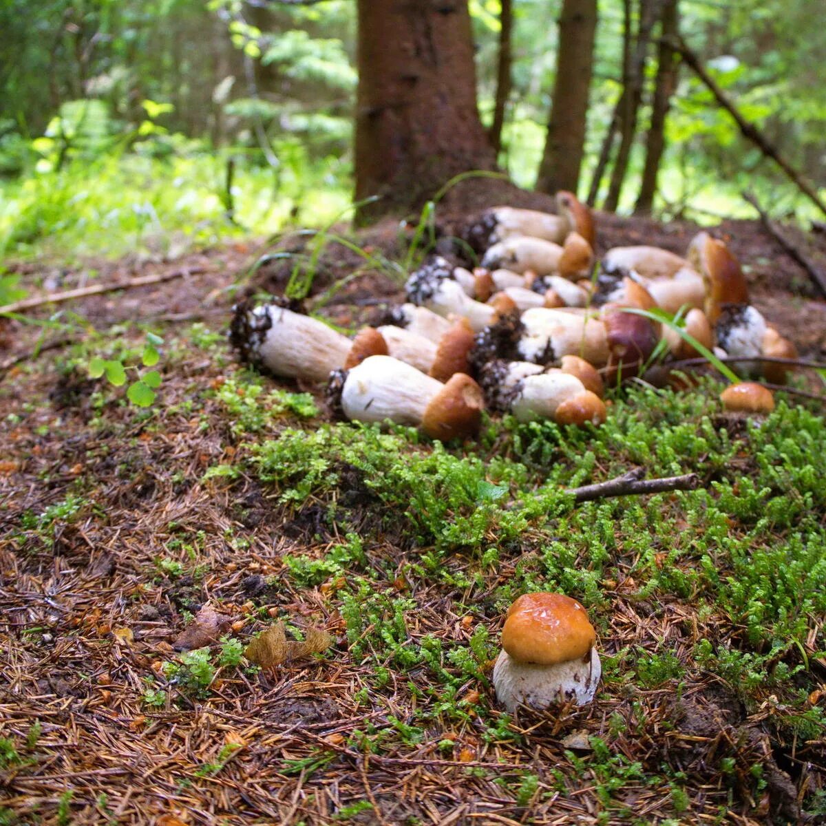 Где в каком лесу растут грибы. Съедобные грибы Карелии. Грибы в Подмосковье 2023. Белые грибы в Саратовской области. Барсуковский лес грибы.