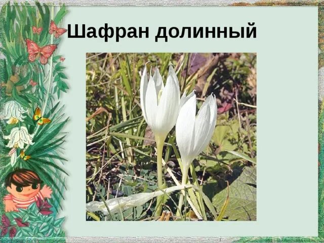 Растения рсо алания. Растения красной книги кбр. Животные красной книги северной осетии алании. Растения кабардино балкарии занесенные в красную книгу. Колокольчик осетинский.
