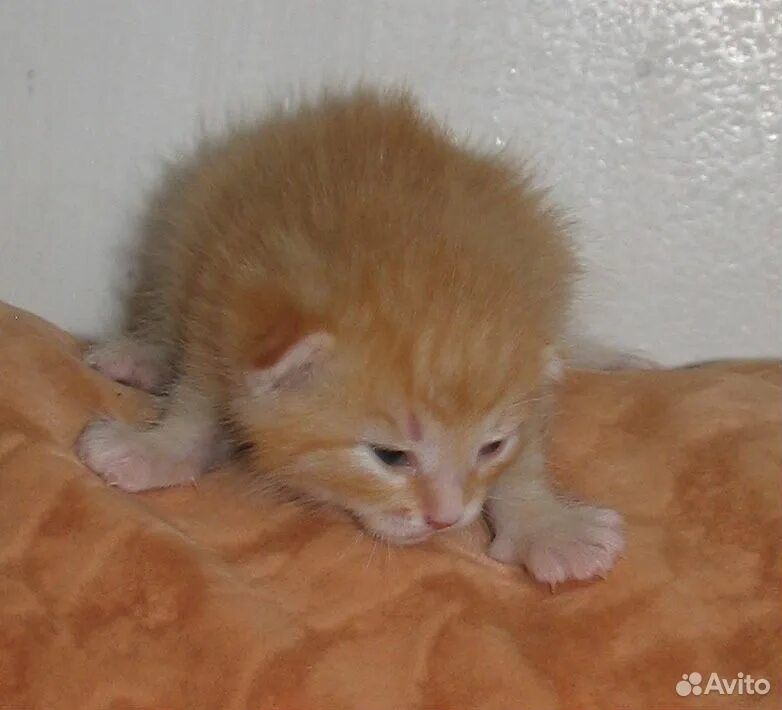 Рыжий метис Сибирский котенок 1 месяц. Сибирские котята рыжие 2 недели. Кот метис рыжий. Метис кот светло рыжий.