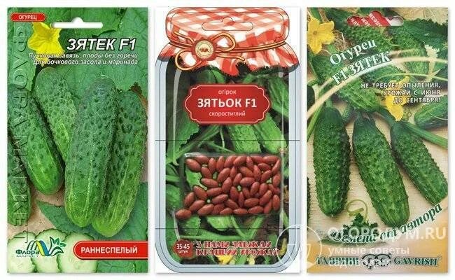 Огурцы сорт зятек. Семена огурец зятек f1. семена огурца зятек теща. семена огурцов теща и зятек. огурцы f1 тёща и зятёк.
