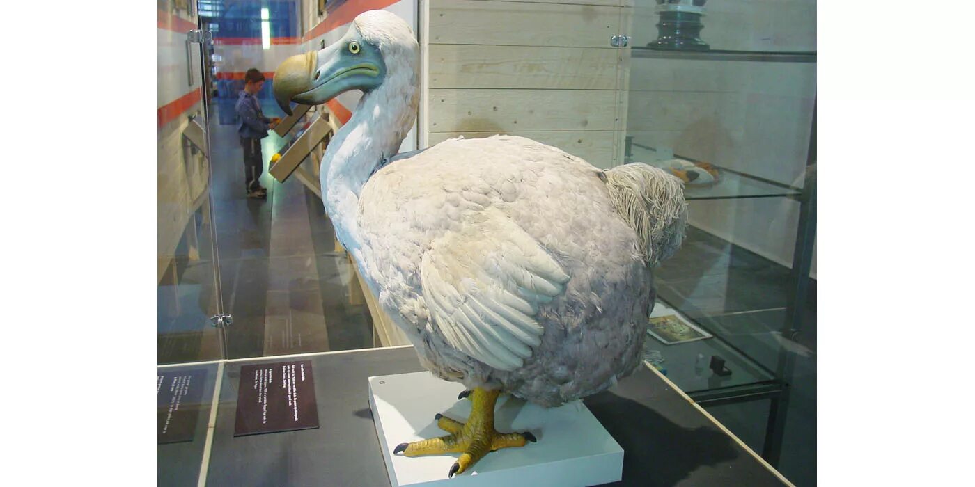 Птица додо фото настоящие Почему вымерли птицы додо Oiseaux, Animaux éteints, Le dodo