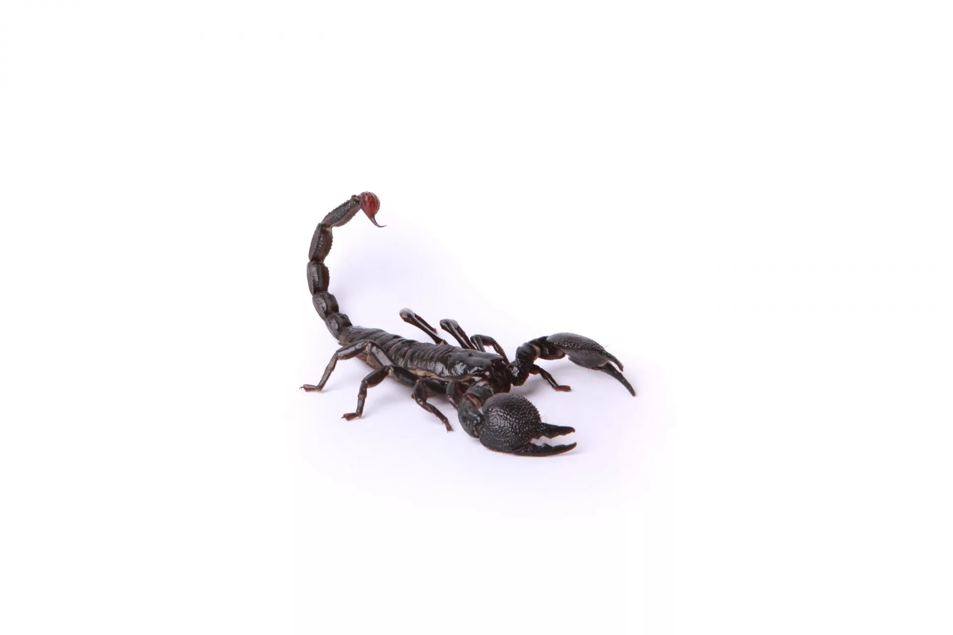 Scorpion white. Скорпион на белом фоне. Скорпион на прозрачном фоне. Прозрачный Скорпион. Скорпион без фона.