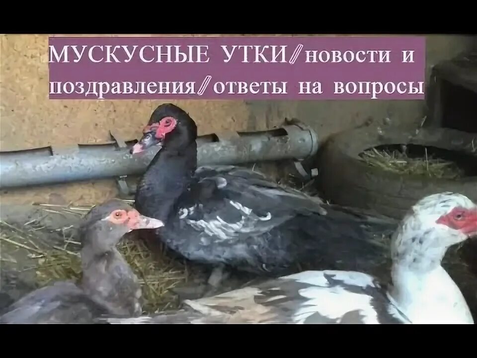 Подсадная утка содержание чем закончится. Мускусные и подсадные утки содержание вместе.