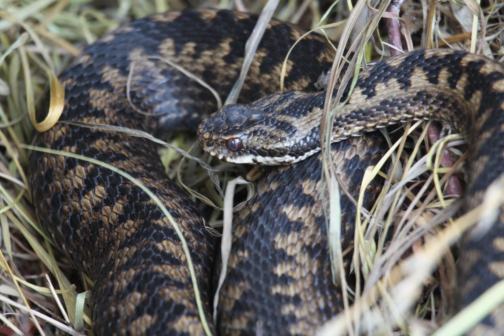 Гадюка орлов. Гадюка армянская (Vipera xanthina). Змея краснобрюхий полоз. Краснобрюхий полоз ядовитый. Гадюка Даревского.