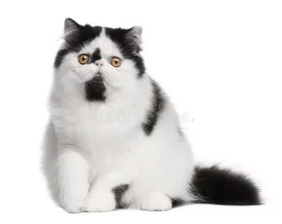Черно белая шерсть у кошки