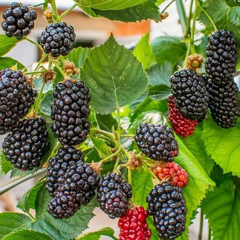 Ежевика коламбия стар. Ежевика колумбия гигант. Саженцы ежевики карака блэк. Ежевика коламбия гиант. Ежевика бжезина.