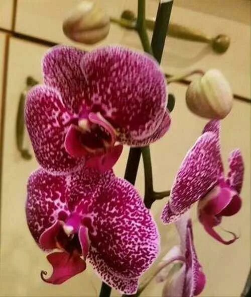 Phalaenopsis Orchidée phalaenopsis, Orchidée, Photo orchidée