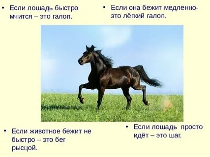Бега перевод