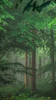 Green forest pro