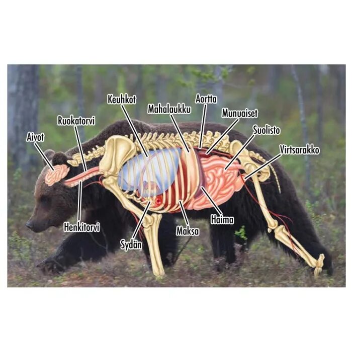 Особенности внутреннего строения медведя. Внутренние органы медведя. Внутреннее строение медведя. Медведь строение тела.