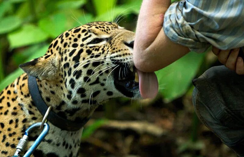 Ягуар животное с человеком. Ягуар и человек. Приручить ягуара. Ручной Ягуар.