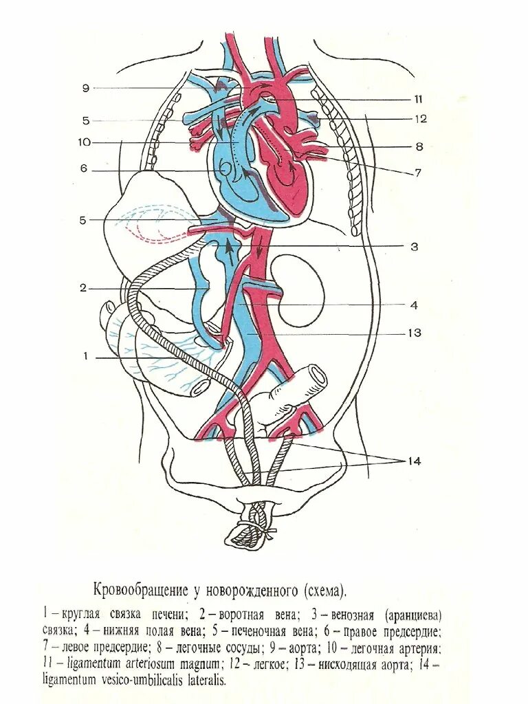Нарушение кровообращения у новорожденного. Нарушение кровообращения у новорожденного