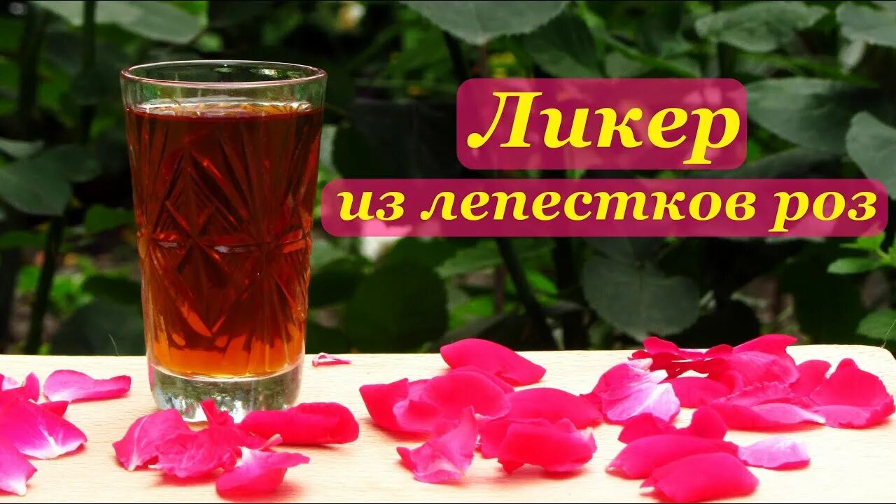 Настойка из розовых лепестков. Рецепт настойки на лепестках роз. Рецепт настойки на лепестках роз. Настоя из розовых лепестков. Рецепт настойки на лепестках роз.