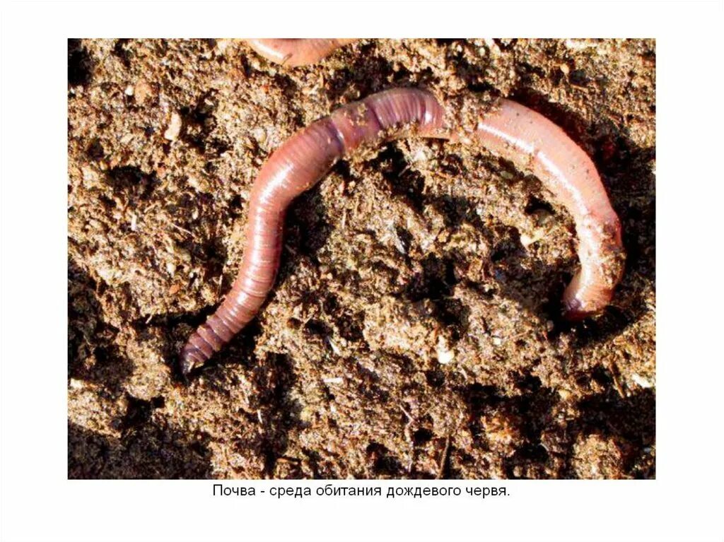 Червь Земляной (Lumbricus terrestris). Выползки это дождевые черви. Червяк Земляной выползок. Выползок червь обыкновенный. Сайт червяков