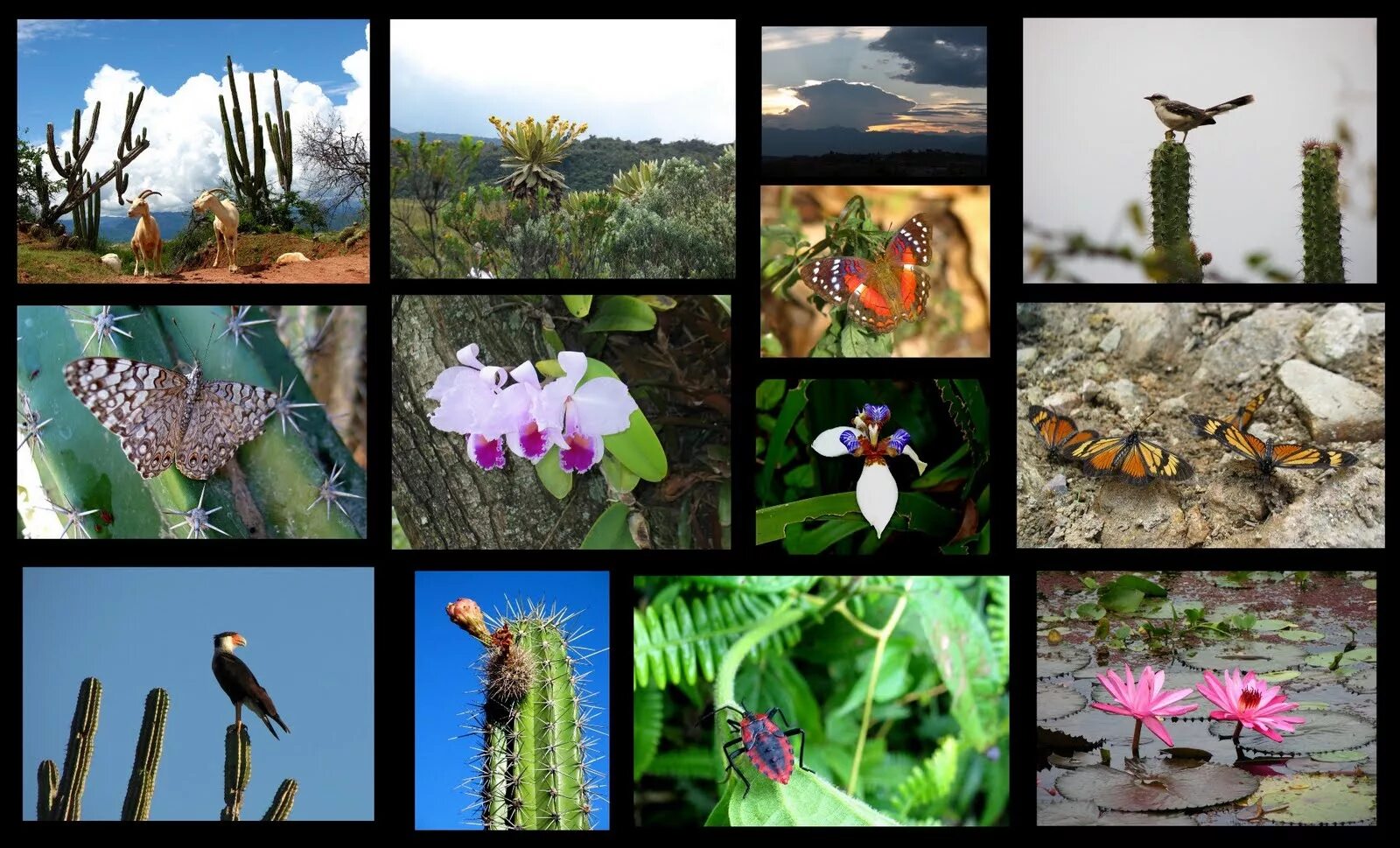 Выбрать из всего разнообразия. Эндемики Африки растительный мир. Флоры и фауны. Растения коллаж.