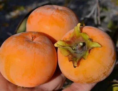 Хурма сорт россиянка описание отзывы