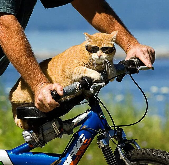 Cycling animals. Коты на велосипеде. Прикольные велосипеды. Кот велосипедист. Смешные велосипеды.