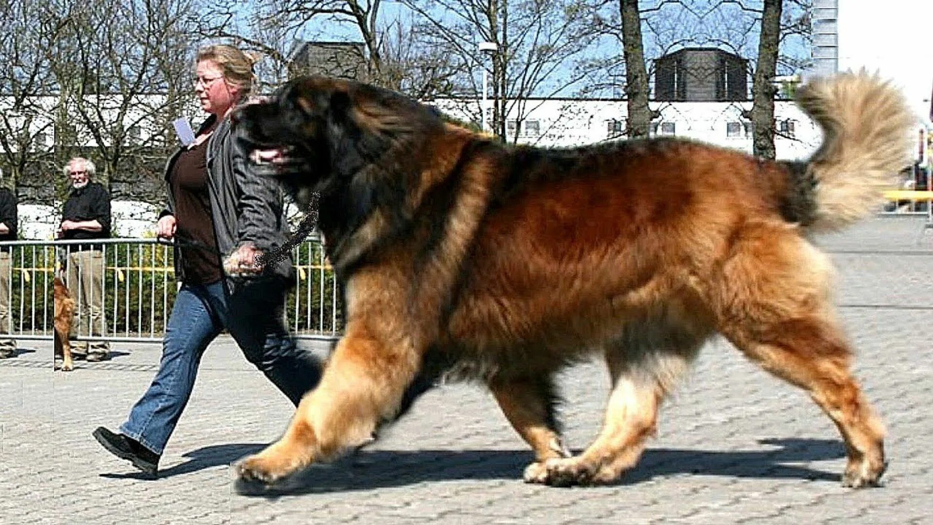 Список больших собак. Мастиф волкодав. Тибетский мастиф и волкодав. Леонбергер и тибетский мастиф. Тибетский мастиф великан.