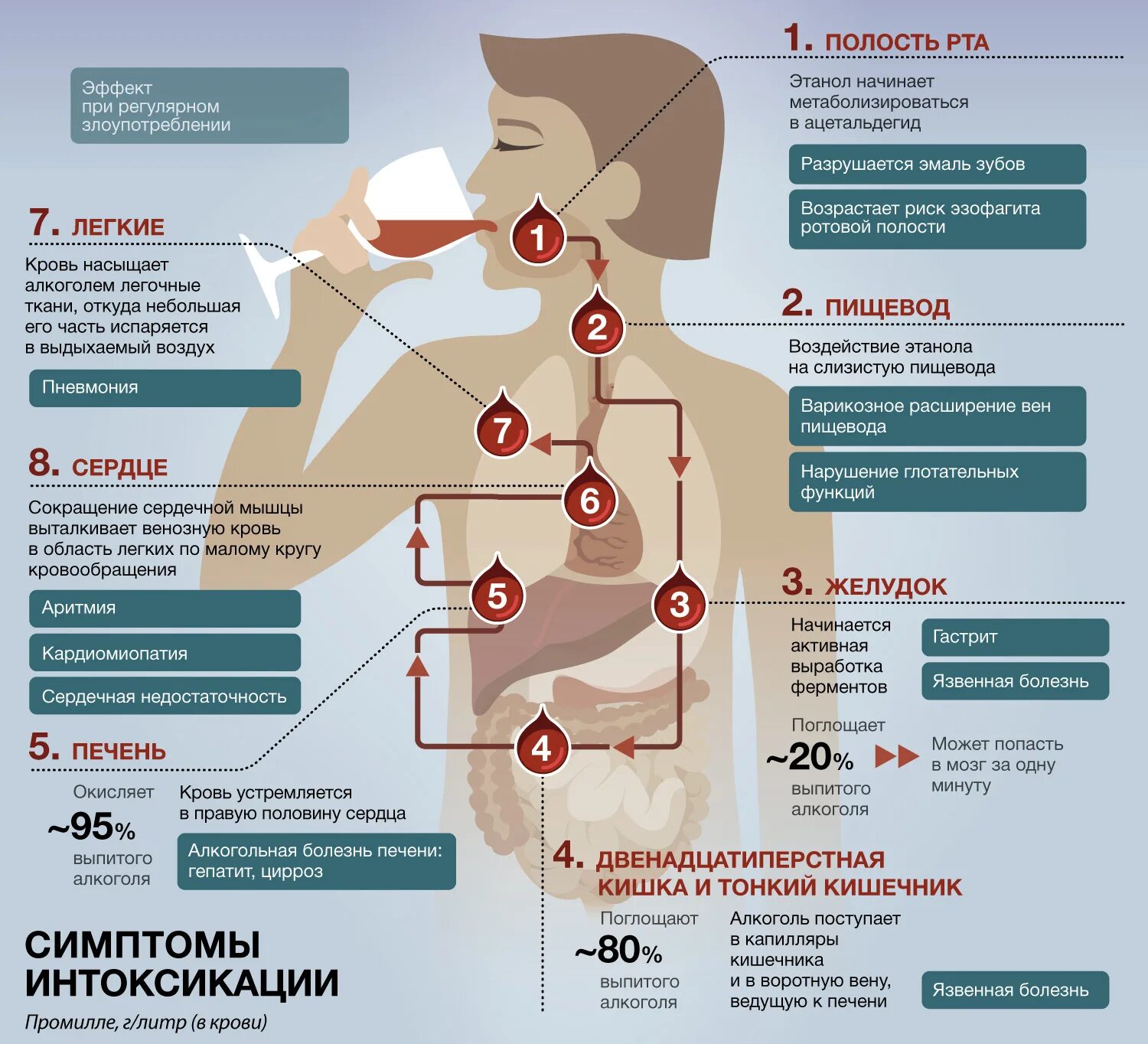 Страдает ли печень. Инфографика по алкоголю. Инфографика влияние на организм.