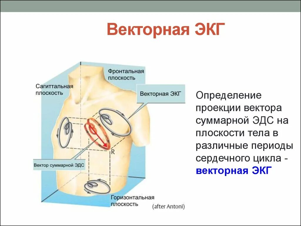 Векторная теория экг. Дипольная теория происхождения экг. Векторная теория экг. Векторный принцип анализа экг. Вектор электрокардиография.