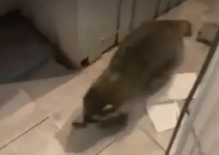 Енот илюша разнес квартиру видео