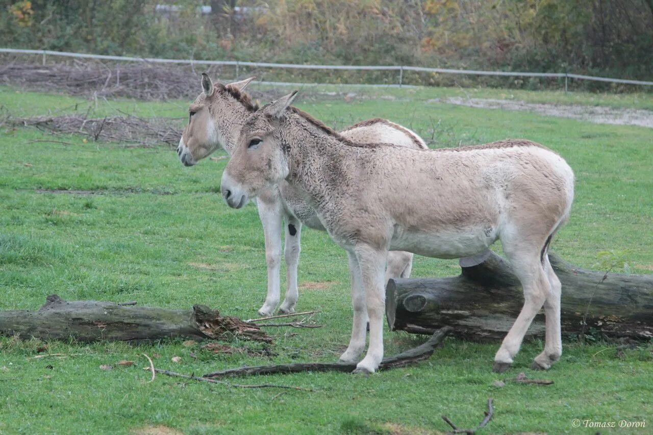 Погода в кулане. Equus hemionus. Equus hemionus kulan. Туркменский Кулан. Сирийский Кулан.