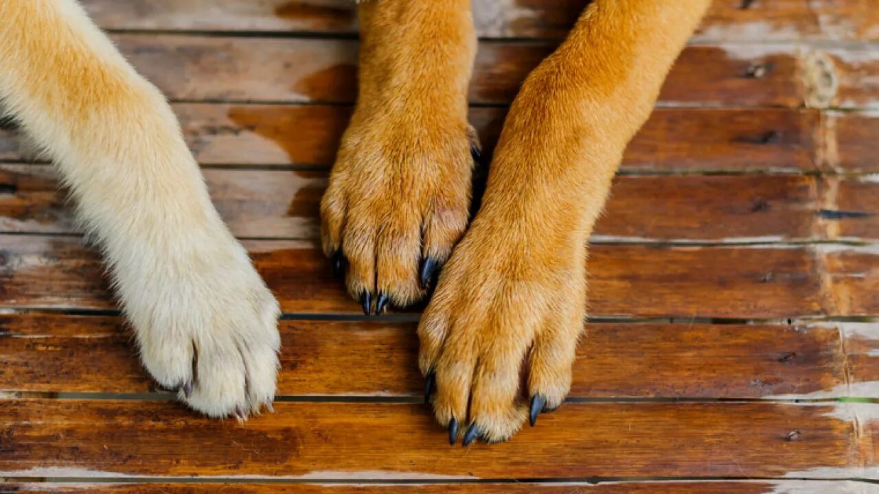 Лапа кота. Порода собаки с белыми когтями. Собака с длинными лапами. Лапа кошки с когтями. Feet dog