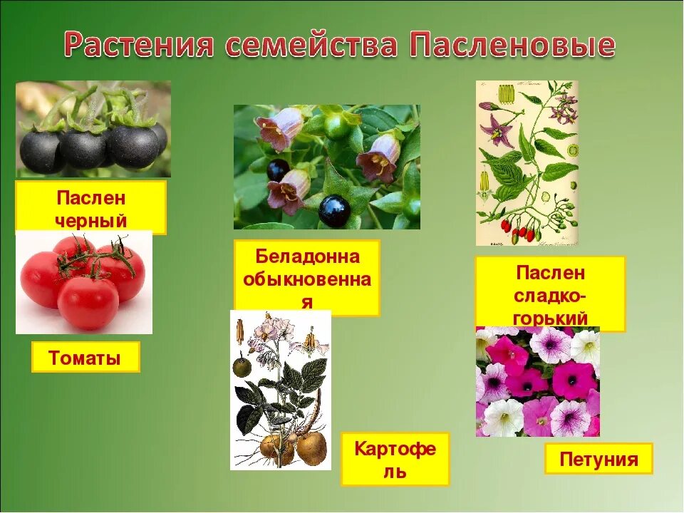 Примеры диких растений пасленовых 10 семейств растений
