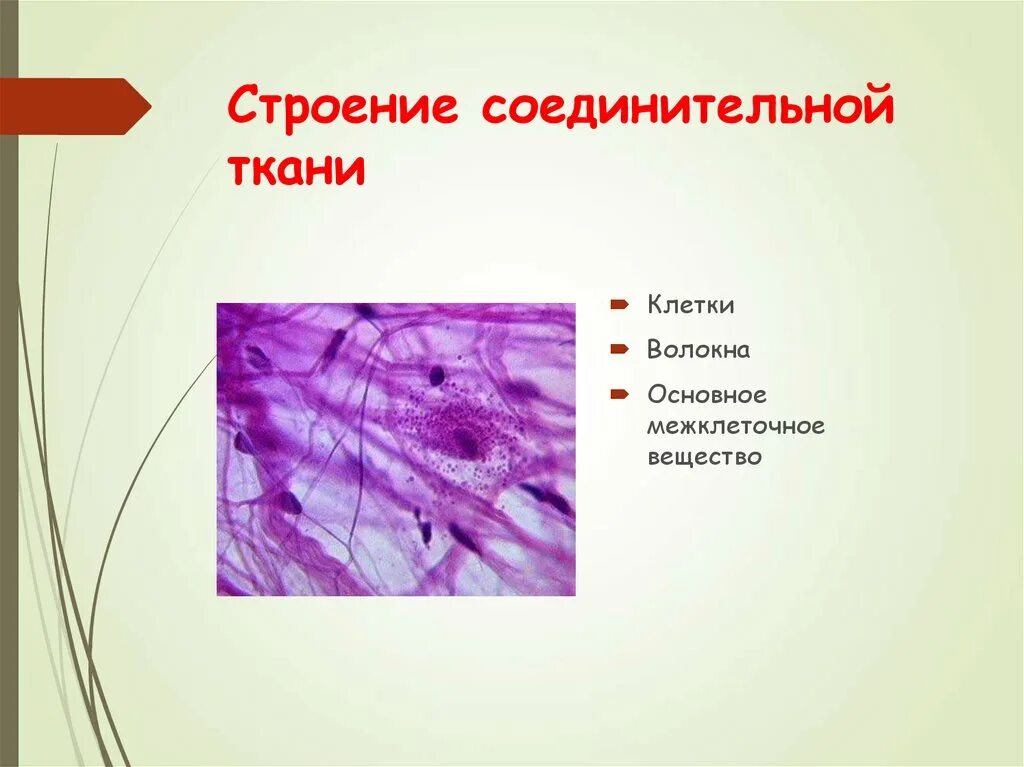 Соединительная ткань какие. Строение соединительной ткани. Клетки соединительной ткани.