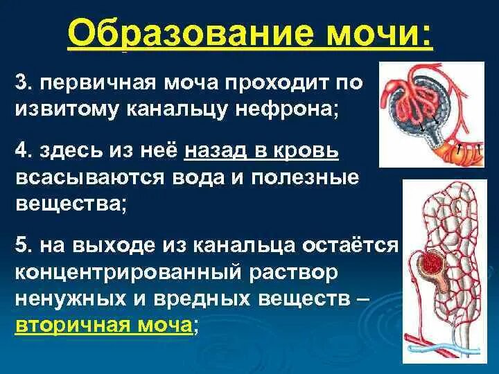 Образование мочи в нефроне. Строение нефрона образование первичной и вторичной мочи. Образование мочи анатомия. Процесс образования мочи в нефроне. Прохождение мочи по нефрону