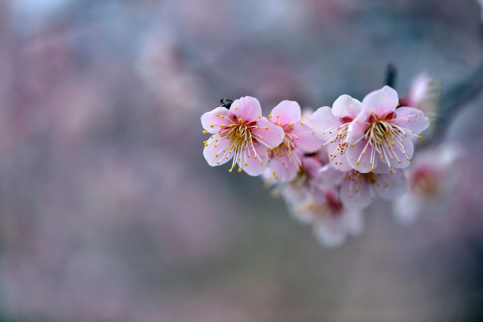 Цветы Сакуры. Нежные весенние цветы. Цветущие ветки. Нежный цветок. Ветка цветущей сакуры