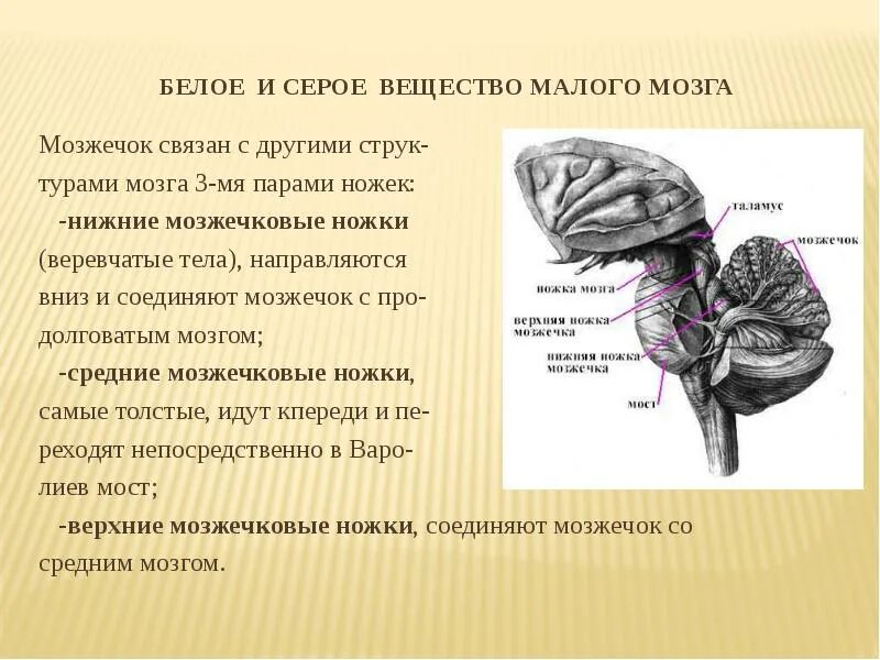 Ножки мозжечка анатомия. Нижние ножки мозга. Нижние ножки мозга. Мозжечок головного мозга анатомия. Ножки мозжечка анатомия строение.