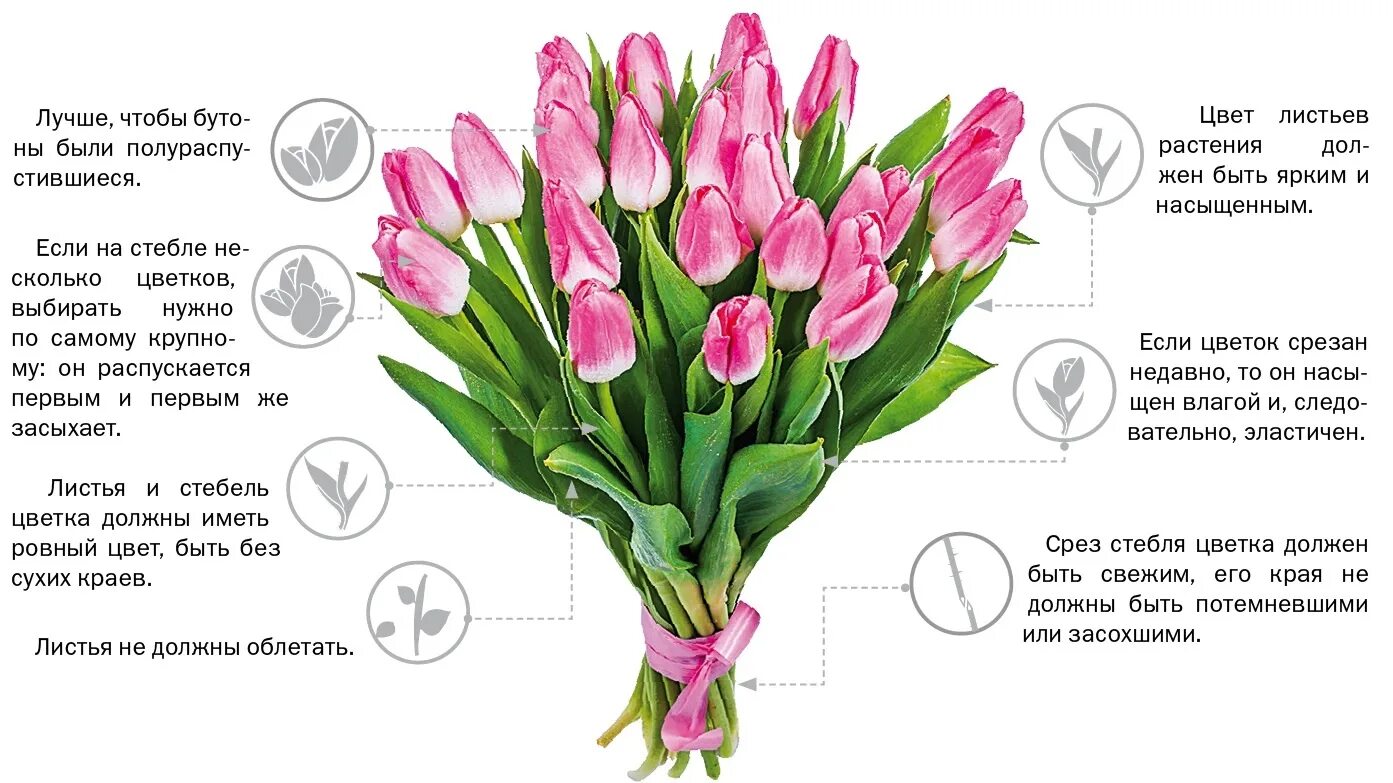 Что значат розовые тюльпаны. Что означает тюльпан на языке цветов. Подобрать букет\\цветов к 8 марту. Тюльпаны срезка.