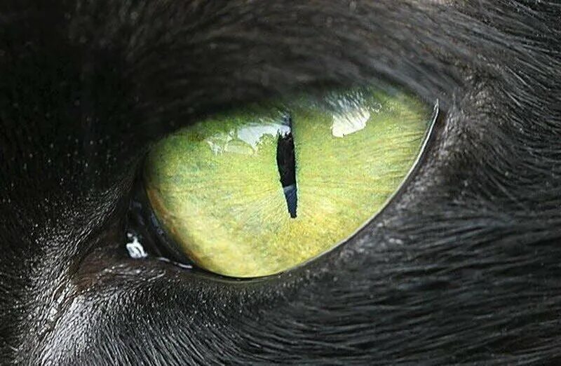 Название животного глаза. Глаза животных. Необычные глаза животных. Глаза зверя. Глаза животных крупным планом.