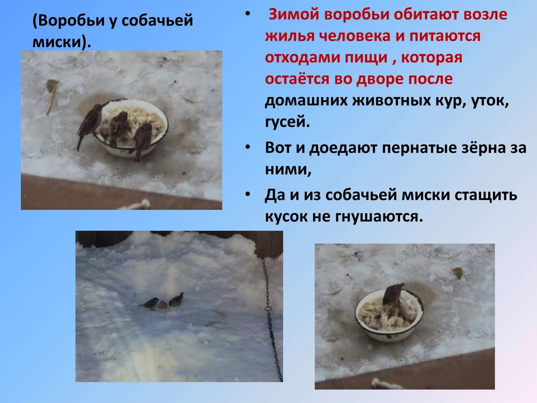 Лось питается зимой. Чем питается зимой. Чем питается зимой. Животные питающиеся лосями. Чем питается заяц зимой.