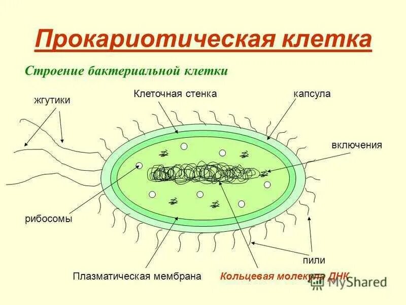 Прокариот схема. Прокариот клеточная структура. Строение прокариотической клетки бактерии. Строение прокариотической бактериальной клетки. Строение прокариотической клетки на примере бактерии.