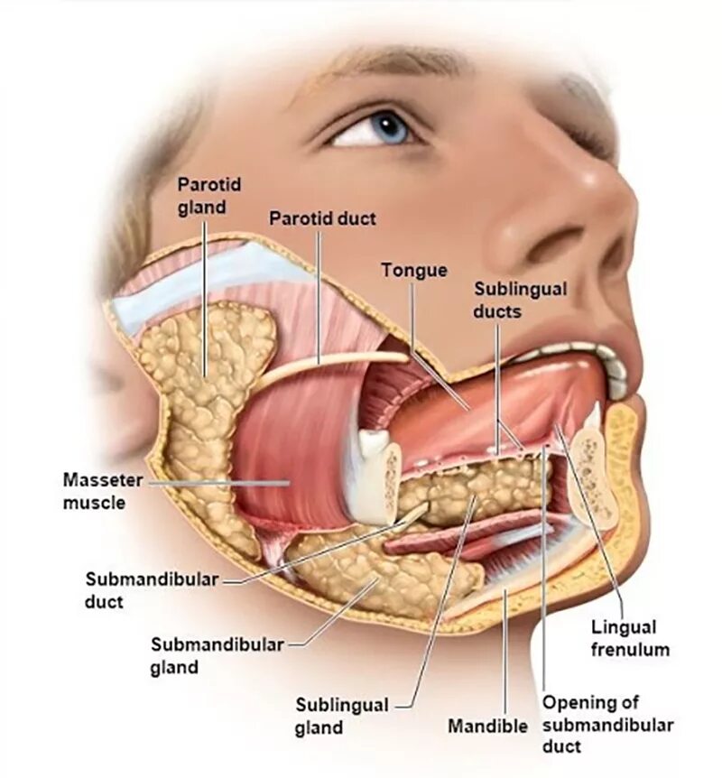 Трубная слюнная железа. Слюнные железы анатомия человека анатомия. Какой размер языка
