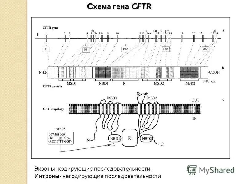 Экзон рф ответы