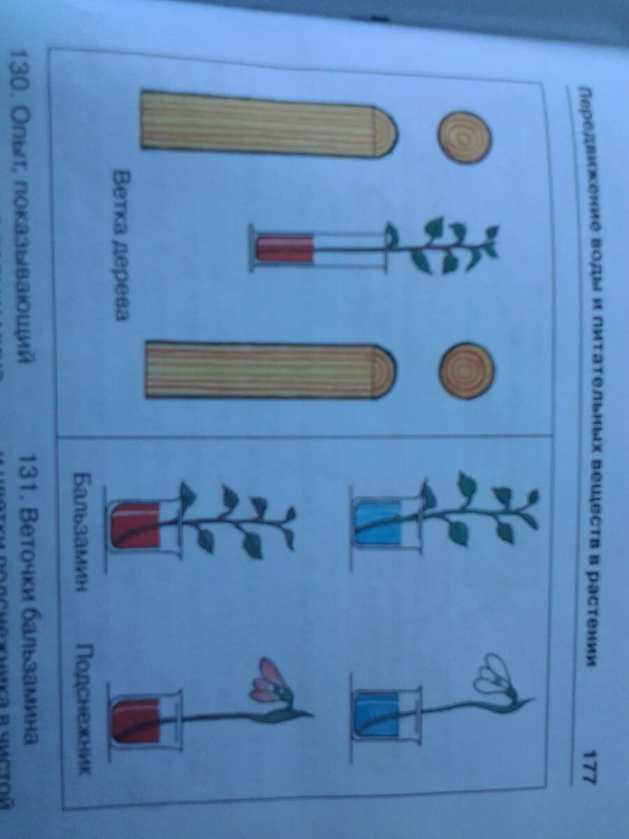 Рассмотрите продольный срез этого побега. Укажите, какой слой стебля Окрасился. Опыт продольный срез этого побега. Сделайте рисунки срезов побега. Какой слой стебля окрасился в подкрашенной воде