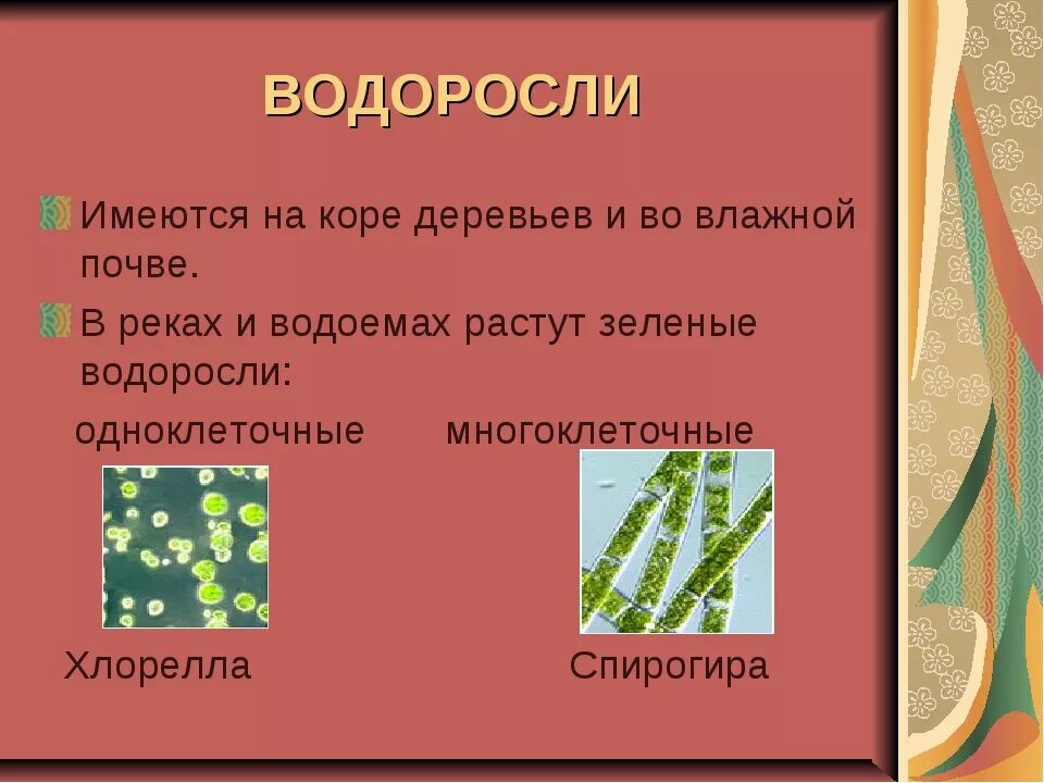 Загадки про водоросли. Загадки на тему водоросли. Загадки по теме водоросли. Загадки про водоросли 5 класс.