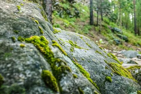 Камень forest