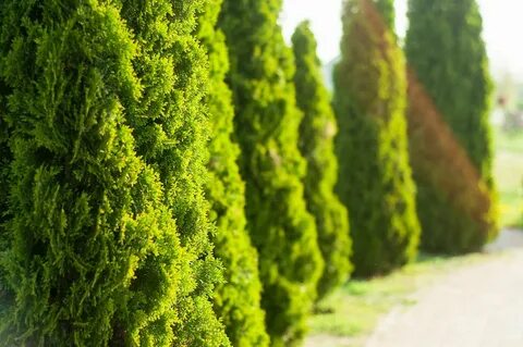 Thuja occidentalis smaragd
