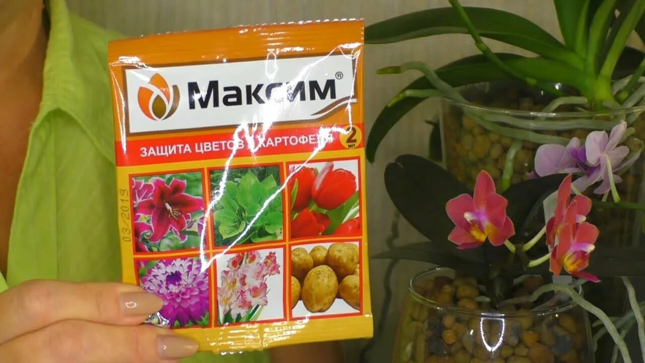 Как обработать максимом. Как обработать максимом