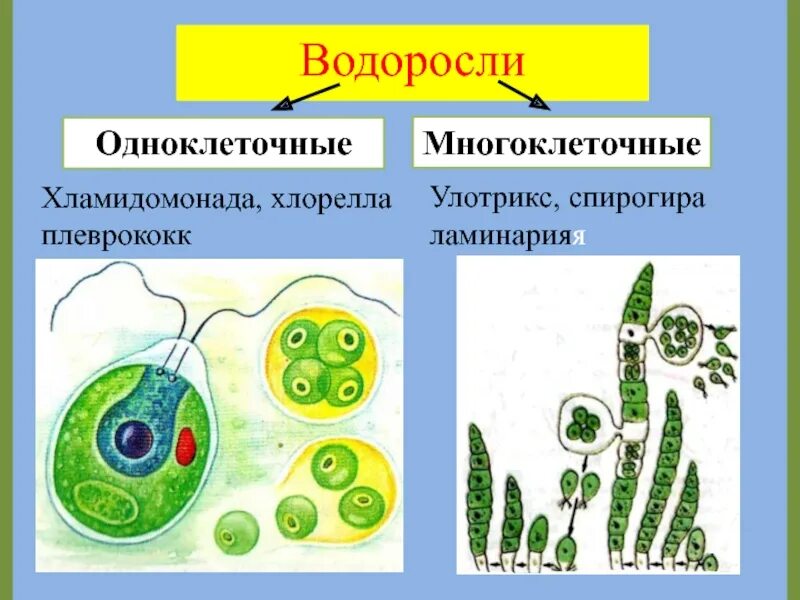 Одноклеточные водоросли произошли