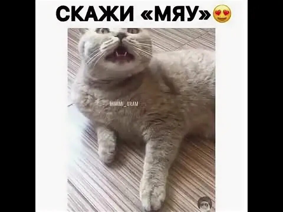Мяу привет. Кошка скажи мяу. Маршак стихи для детей. Сказки маршака для детей. Если ты хороший котик скажи мяу.