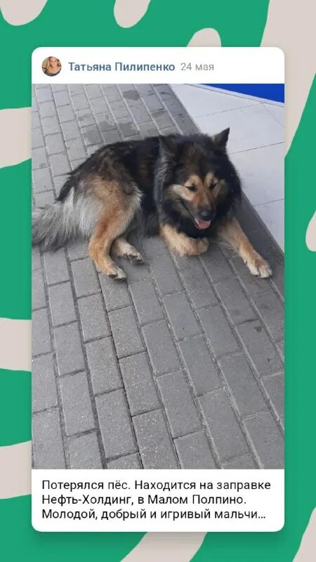 лабрадор щенок черно подпалый. приют для собак. потерялась рыжая маленькая собака. немецкая овчарка добрая. черный щенок лабрадора с бантиком.