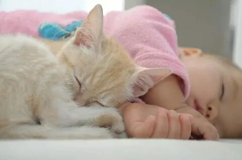 Включи котенок малыш