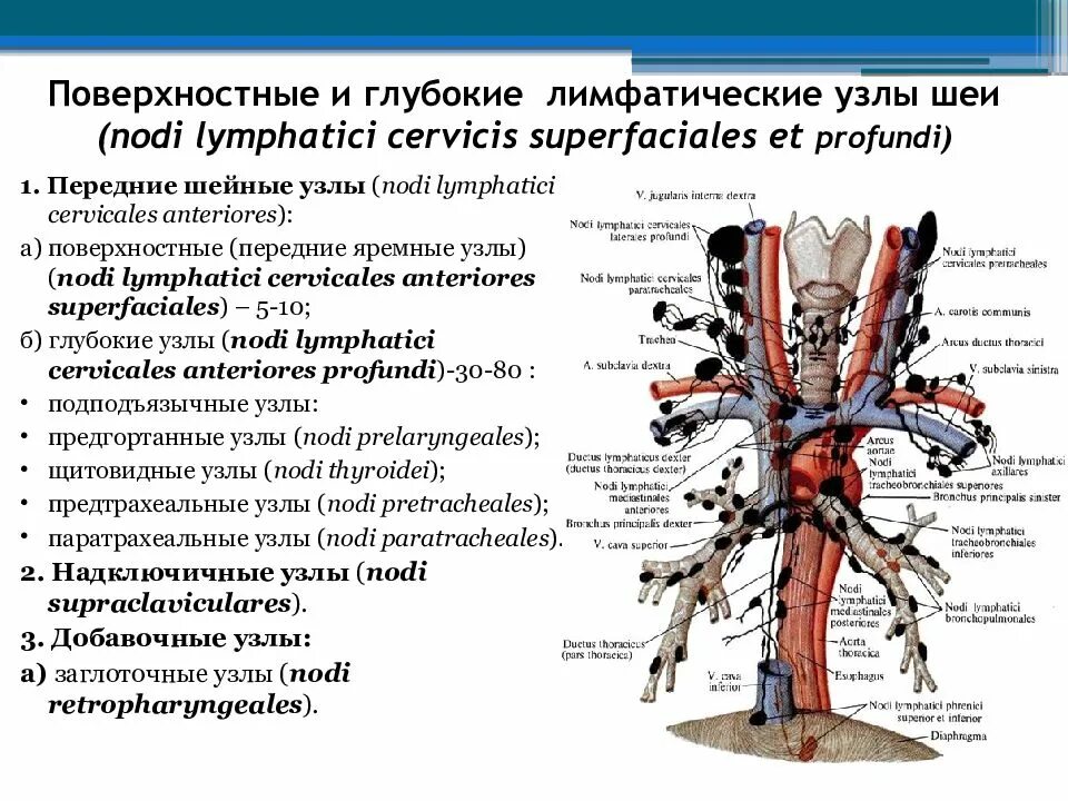 Лимфоузел в легком причина. Поверхностные лимфатические узлы. Парааортальные лимфатические узлы. Локализация лимфоузлов. Группы внутригрудных лимфоузлов.