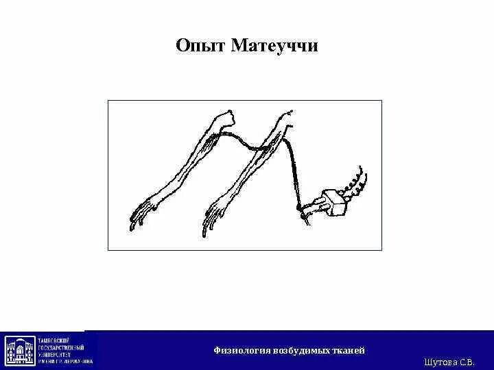 Опыт даль. Опыты гальвани и маттеуччи физиология. вторичный тетанус опыт маттеуччи. карло маттеуччи опыты. опыт маттеуччи.