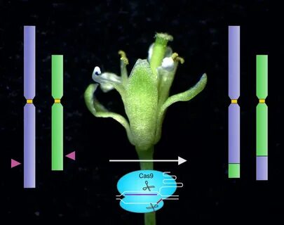 Plant gene